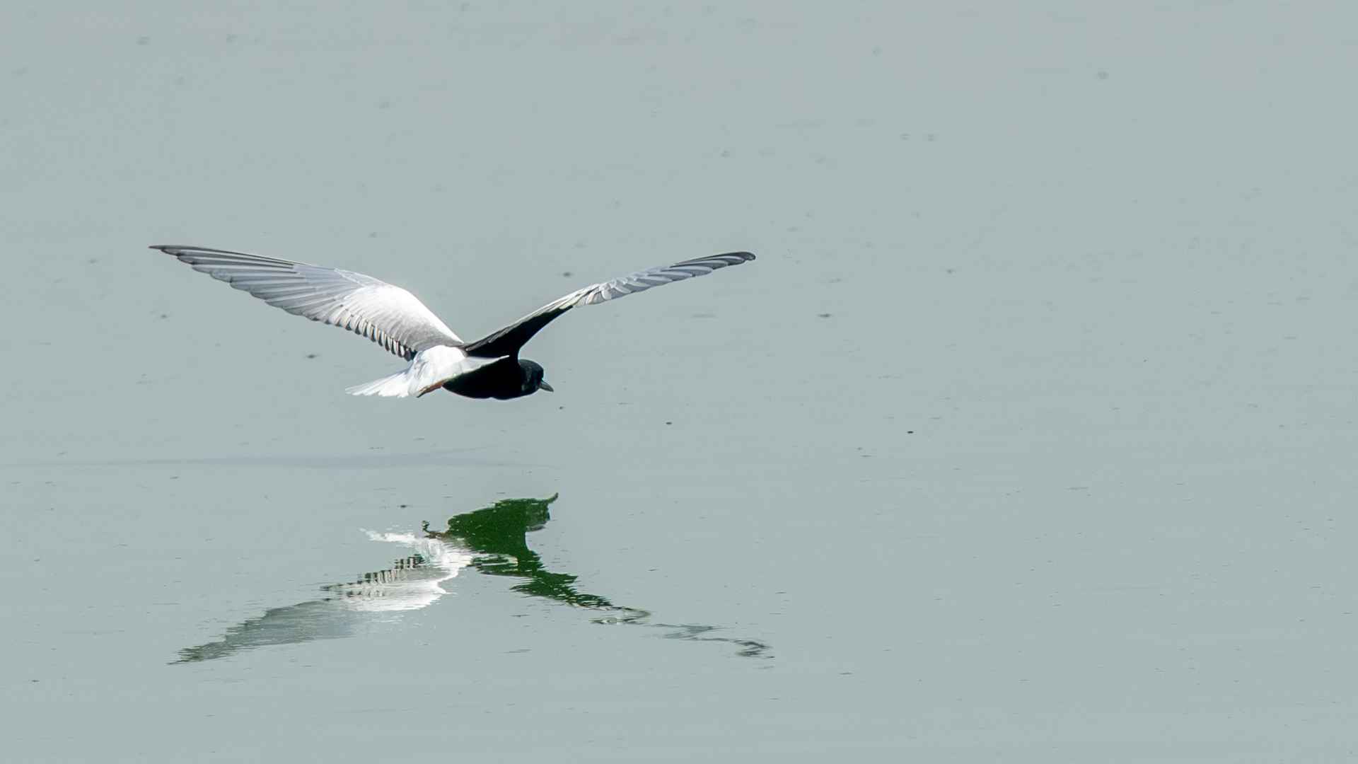 White-winged Tern